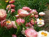 Paper Daisies pale Pink 